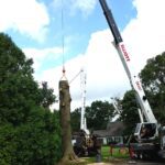 Tree Removal